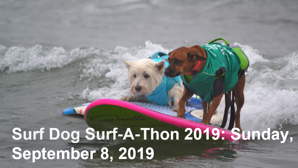Dog Surfing Competitions in San Diego Pacific Terrace Hotel