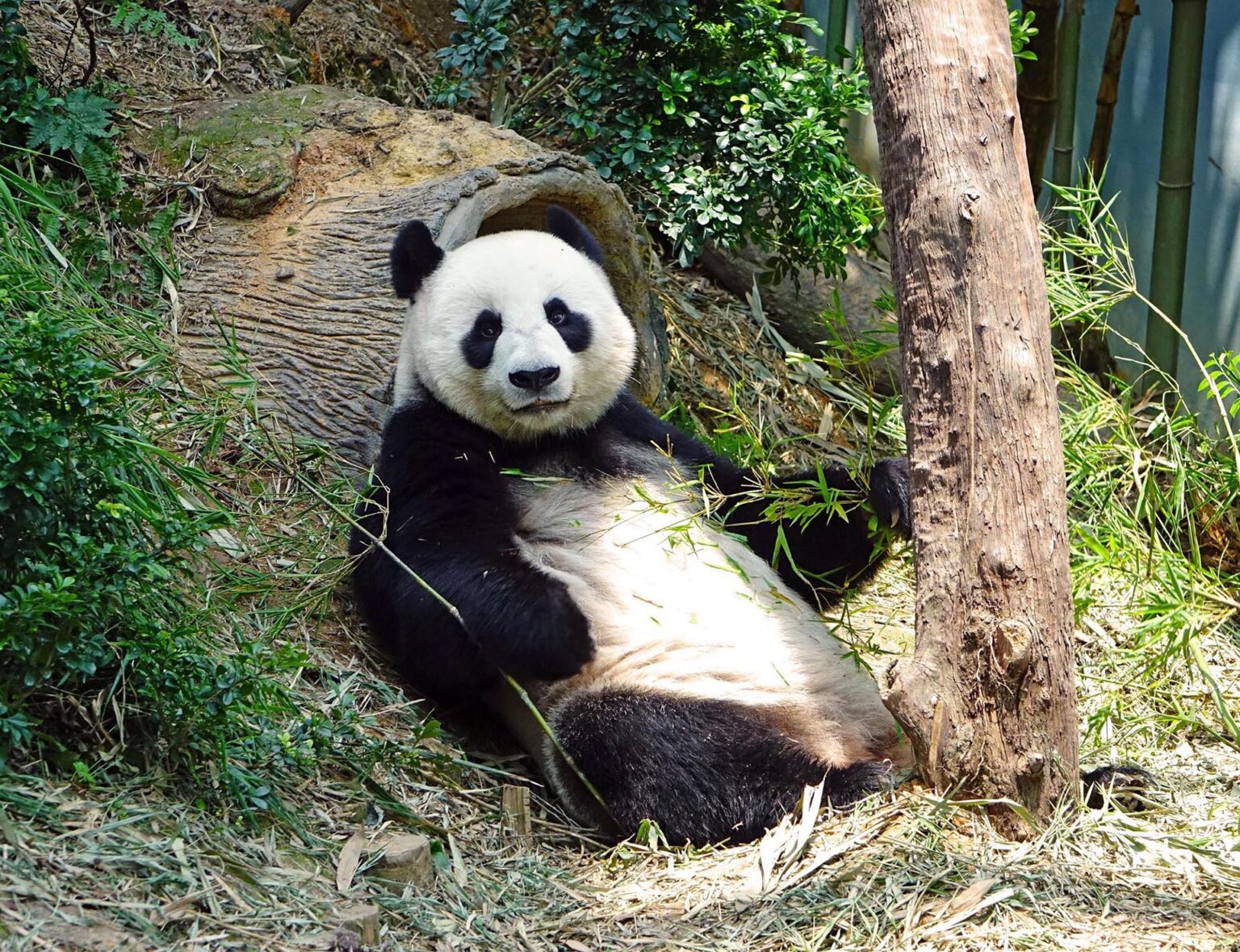 Panda