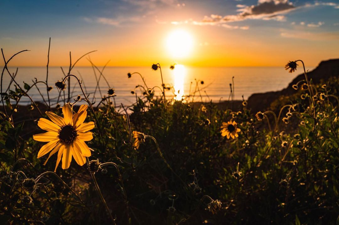 wildflowers overlooking the ocean
