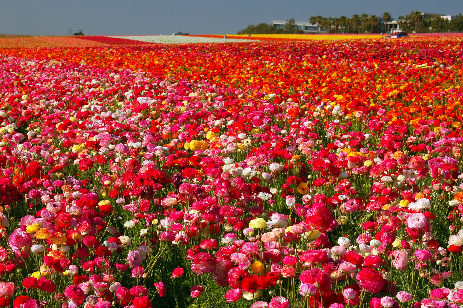 a large field full of red, pink and yellow flowers