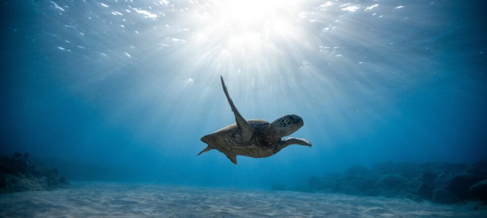 sea turtle