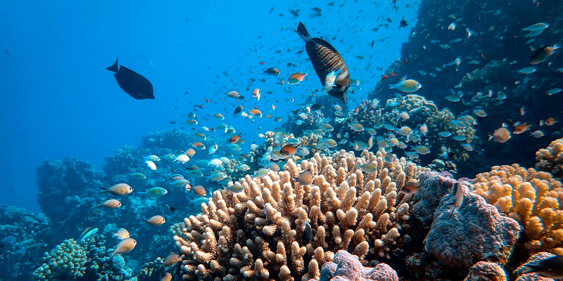 fish and coral