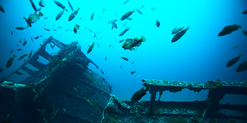 fish near a sunken ship