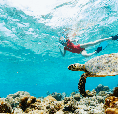 snorkeling with a turtle