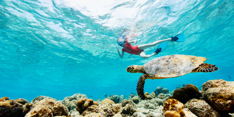 snorkeling with a turtle
