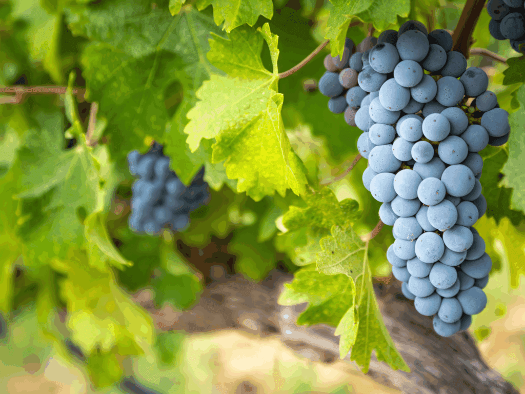 grape vines at winery