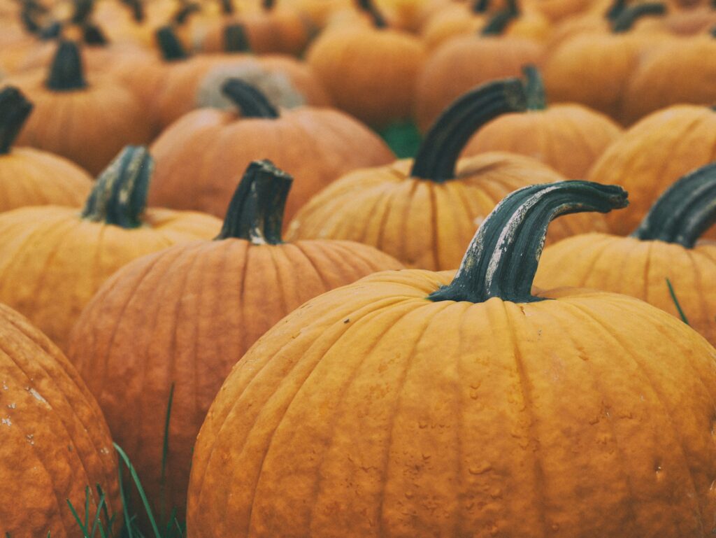 pumpkins at the farm