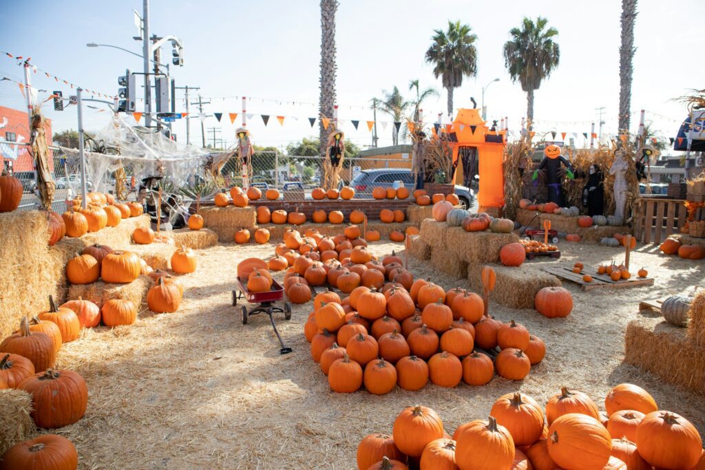 pumpkin patch in pacific beach