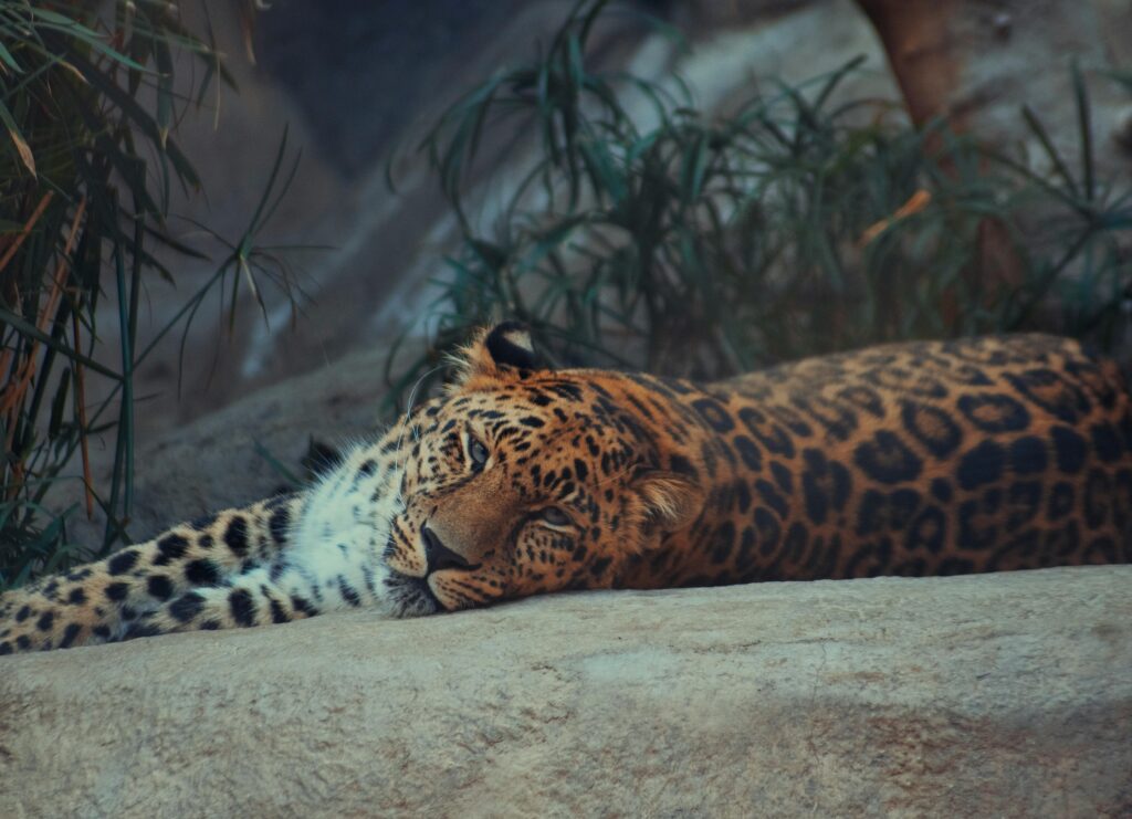 tiger laying down