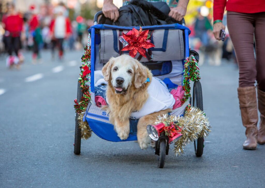 Gaslamp Pet Parade