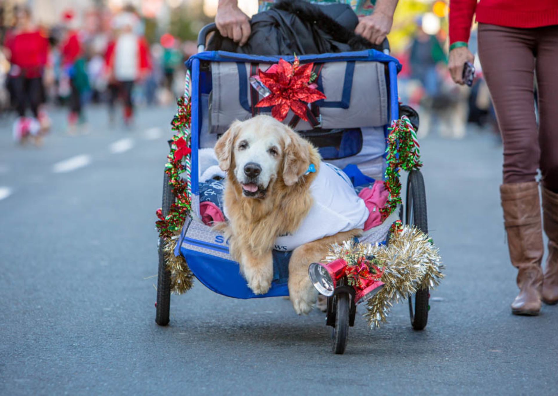 Gaslamp Pet Parade