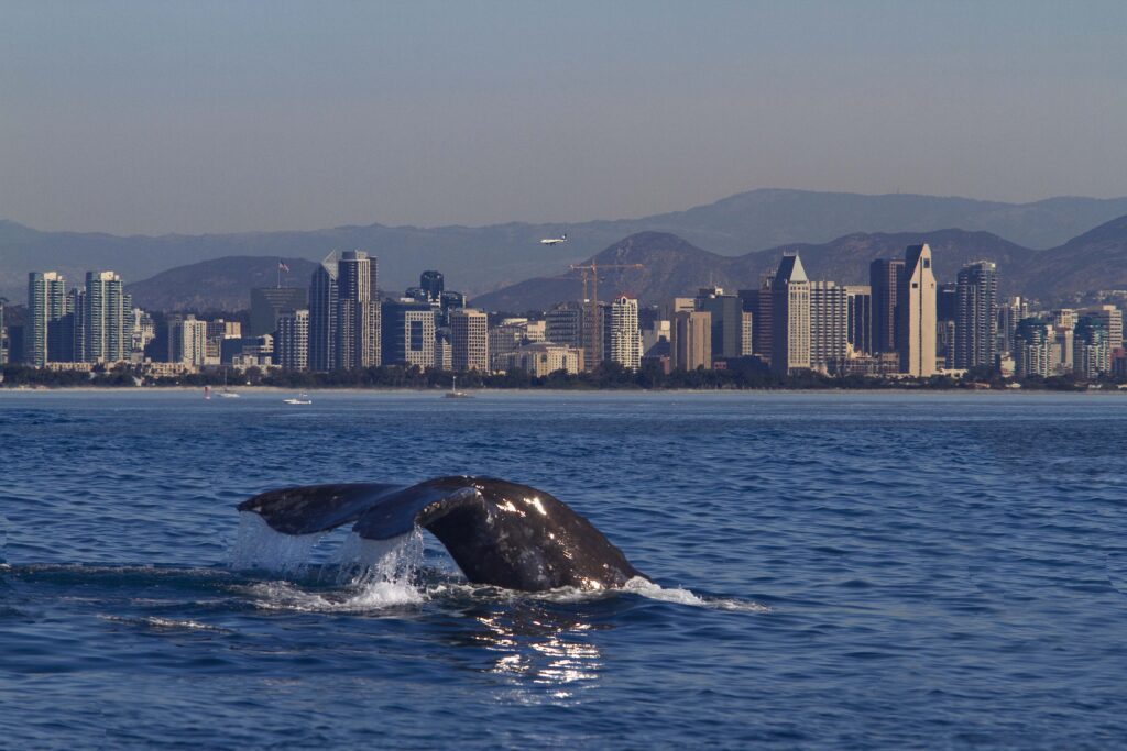 Whale watching aboard the Schooner, America off San Diego