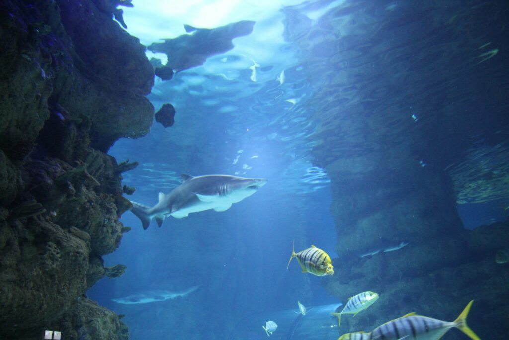shark and fish through aquarium glass